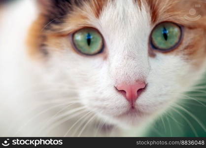 Close-up portrait of a domestic cat sitting in the garden