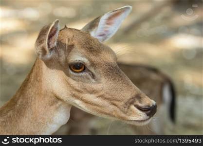 Close up Portrait of a Fawn. Portrait of a Fawn