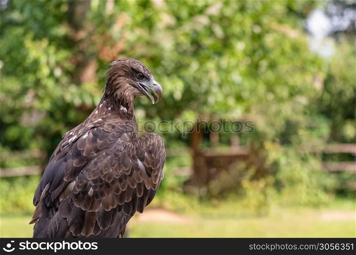 Close-up portrait of a golden eagle, a large American bird taken outdoors on a natural green background