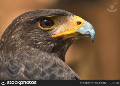 Close-up portrait of a Golden Eagle isolated against a blurry background