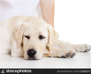 Close-up portrait of a labrador dog a with a sick face