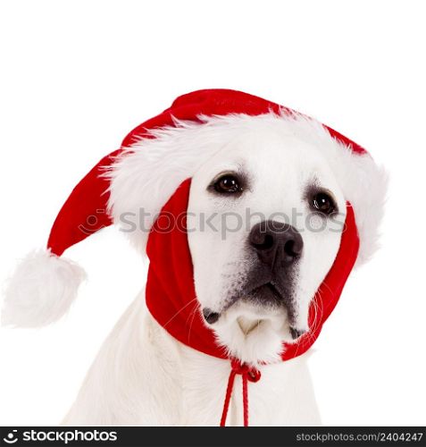 Close-up portrait of a Labrador retriever with a Santa hat isolated on white background