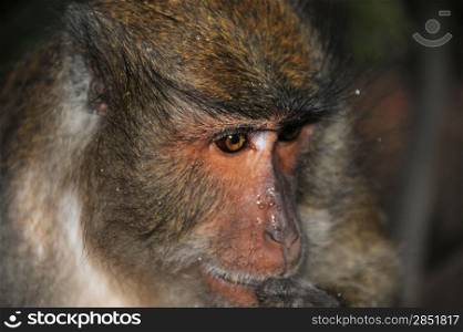 Close-up portrait of a monkey in the jungle