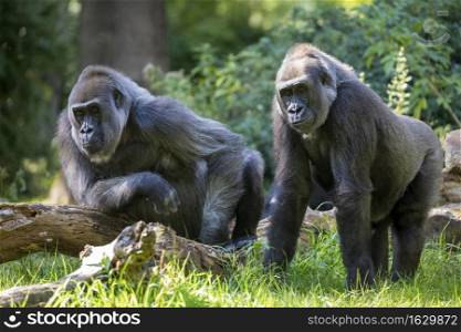 Close up portrait of a mother and daugther Western Lowland Gorilla (Gorilla Gorilla Gorilla)