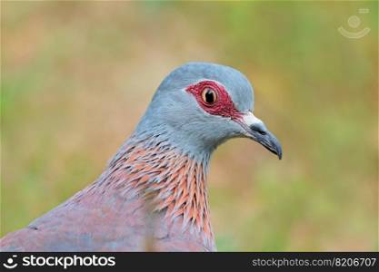Close-up portrait of a rock pigeon  Columba guinea , South Africa 