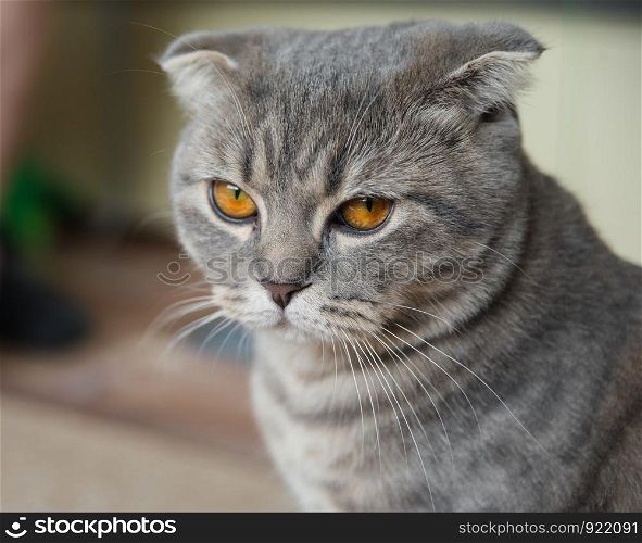 Close-up portrait of a sad gray Scottish fold cat with yellow eyes