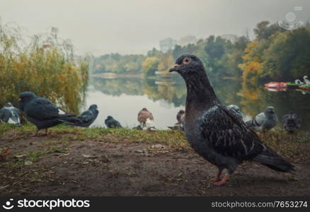 Close up portrait of a single pigeon on the ground in the autumn park. Curious bird looking attentive to camera, posing full body length. Wild dove among a flock stand together in search of food.