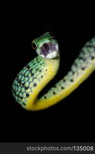 Close-up portrait of a spotted bush snake (Philothamnus semivariegatus), South Africa. Spotted bush snake