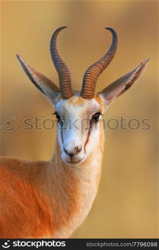 Close-up portrait of a Springbok in early morning light; Antidorcas Marsupialis