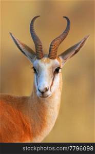 Close-up portrait of a Springbok in early morning light; Antidorcas Marsupialis