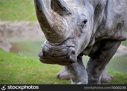 Close-up, portrait, of a square-lipped rhinoceros, looking in the camera