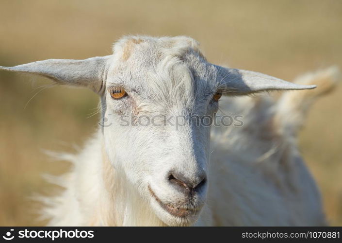 Close-up portrait of a white goat