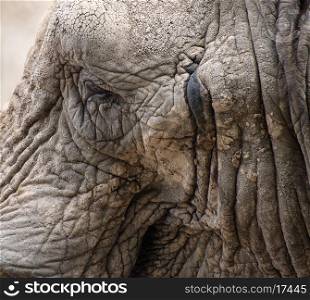 Close up portrait of African Elephant Loxodonta Africana