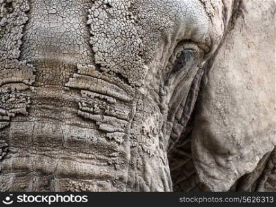 Close up portrait of African Elephant Loxodonta Africana