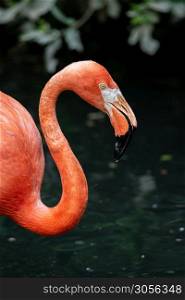 Close up portrait of an American flamingo, large water bird profile