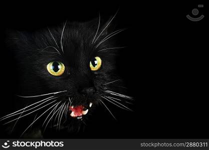 Close up portrait of angry black cat