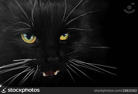 Close up portrait of angry black cat