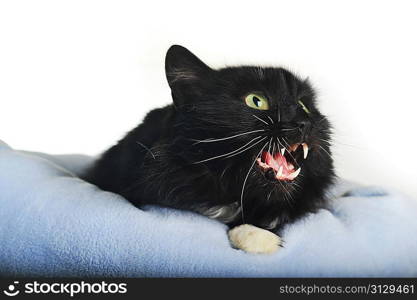 Close up portrait of angry black cat