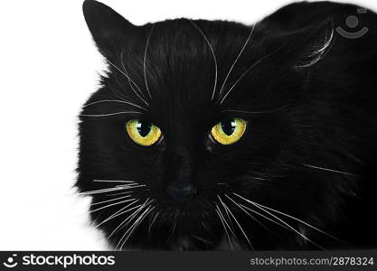 Close up portrait of black cat