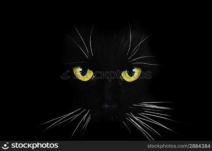 Close up portrait of black cat