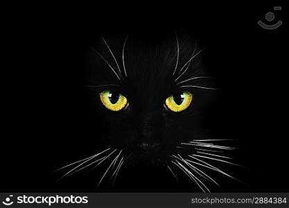 Close up portrait of black cat