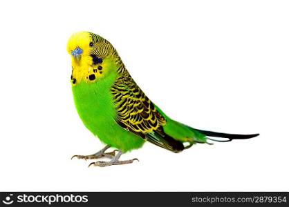 close-up portrait of budgerigar on white