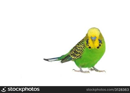 close-up portrait of budgerigar on white