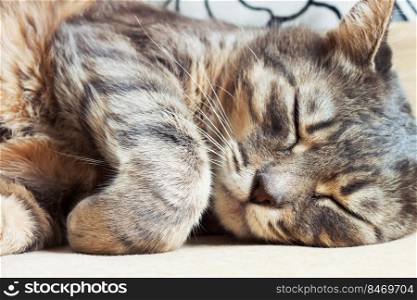 Close up portrait of cute sleeping tabby gray domestic cat. Domestic sleeping cat