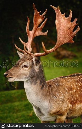 Close-up Portrait of Deer with Big Horns. Portrait of Deer