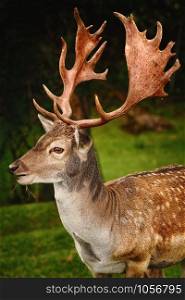 Close-up Portrait of Deer with Big Horns. Portrait of Deer