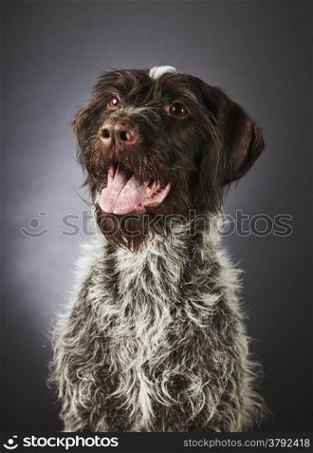 Close up portrait of eight years old purebred German wire-haired pointer, studio shot