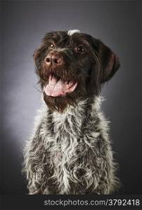Close up portrait of eight years old purebred German wire-haired pointer, studio shot