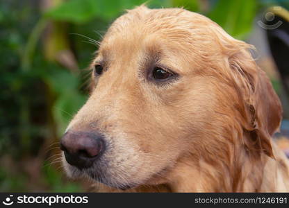 Close-up portrait of face Golden Retriever