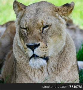 Close up portrait of female African Lion Panthera Leo Leo in Sum. Beautiful portrait of female African Lion Panthera Leo Leo in Summer sun