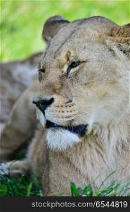 Close up portrait of female African Lion Panthera Leo Leo in Sum. Beautiful portrait of female African Lion Panthera Leo Leo in Summer sun