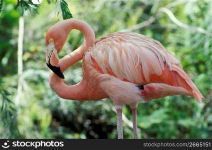 Close up portrait of Flamingo