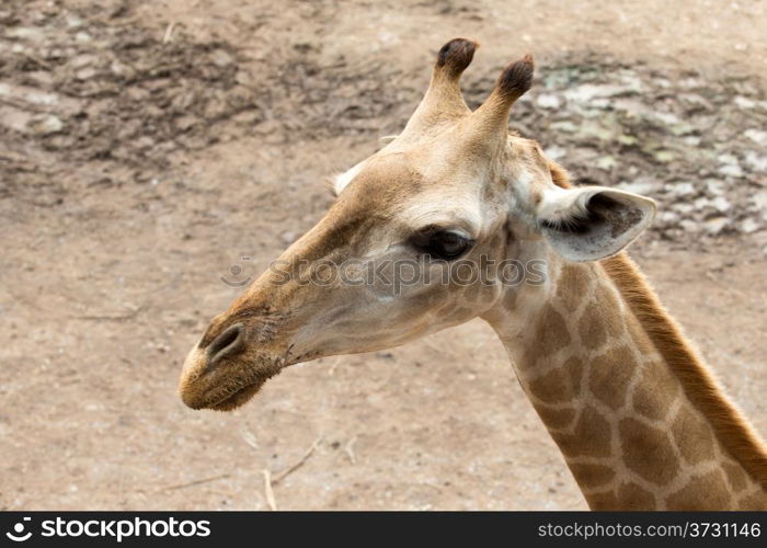 Close up portrait of giraffe