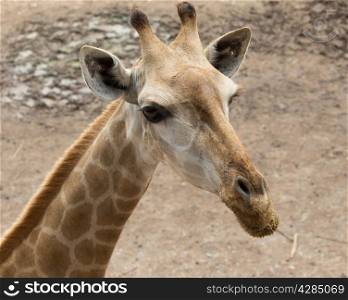 Close up portrait of giraffe