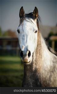 Close up portrait of gray horse