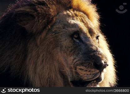 Close up portrait of lion