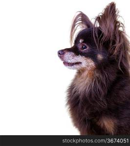 Close-up portrait of old pedigree dog long-haired toy terrier on isolated white background