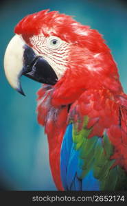 Close up portrait of Parrot