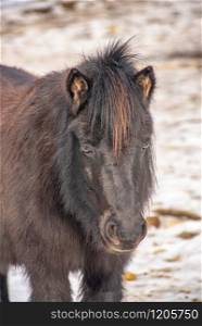 Close-up portrait of pony. Wildlife photo