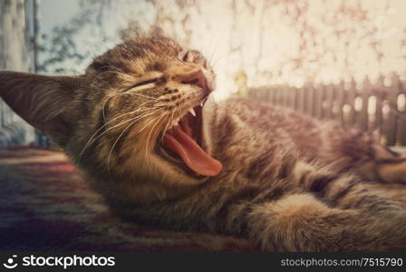 Close up portrait of sleepy striped cat yawning as laying down outdoors.