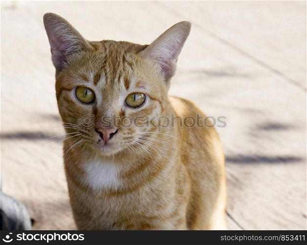 Close up portrait orange cat is sit on a concrete floor outside the house.