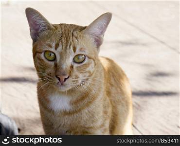 Close up portrait orange cat is sit on a concrete floor outside the house.
