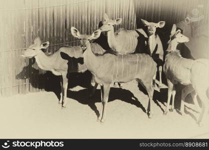 Close-up portrait picture of Kudu Sepia Black and White Colorization 