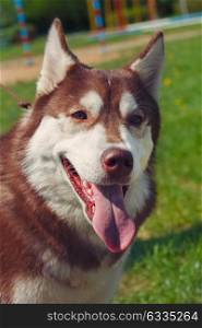 close-up portrait red white purebred dogs husky