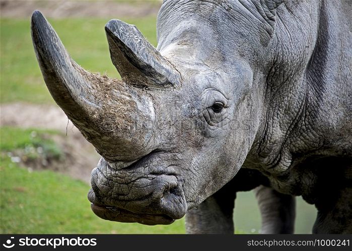 Close-up, portrait, side view, of a square-lipped rhinoceros