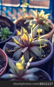 Close up potted succulents in sunlight concept photo. Growing echeveria plants. Front view photography with blurred background. High quality picture for wallpaper, travel blog, magazine, article. Close up potted succulents in sunlight concept photo